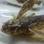 初めての屋久島は天気にも宿にも恵まれましたが、相方には恵まれませんでした